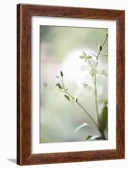 White Orchid II-Karyn Millet-Framed Photographic Print