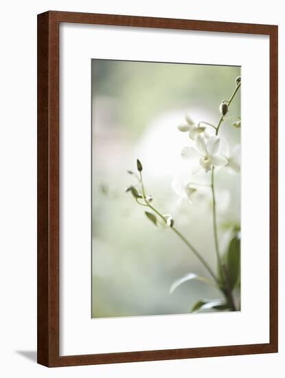 White Orchid II-Karyn Millet-Framed Photographic Print