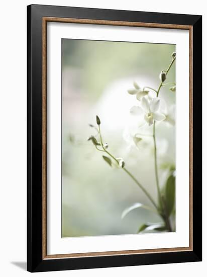 White Orchid II-Karyn Millet-Framed Photographic Print