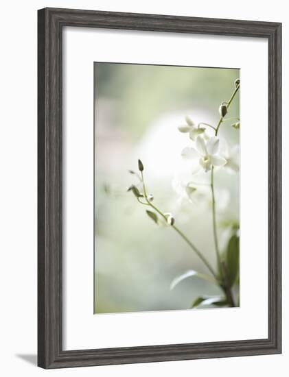 White Orchid II-Karyn Millet-Framed Photographic Print