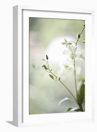 White Orchid II-Karyn Millet-Framed Photographic Print