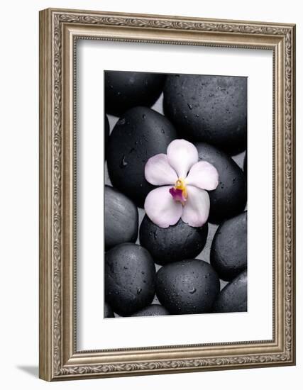 White Orchid with Therapy Stones-crystalfoto-Framed Photographic Print