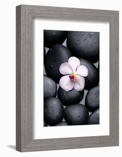 White Orchid with Therapy Stones-crystalfoto-Framed Photographic Print