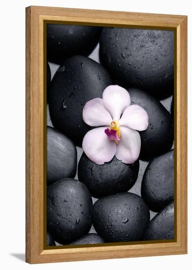 White Orchid with Therapy Stones-crystalfoto-Framed Premier Image Canvas