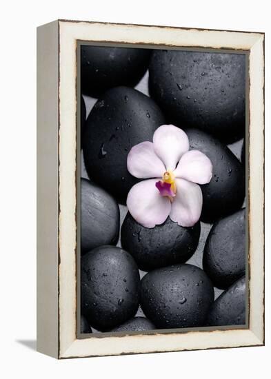 White Orchid with Therapy Stones-crystalfoto-Framed Premier Image Canvas