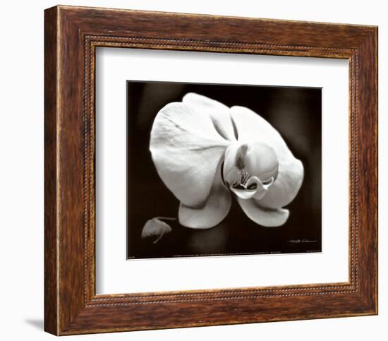 White Orchid-Harold Silverman-Framed Art Print