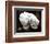 White Orchid-Harold Silverman-Framed Art Print