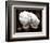 White Orchid-Harold Silverman-Framed Art Print