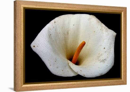 White Orchid-null-Framed Stretched Canvas