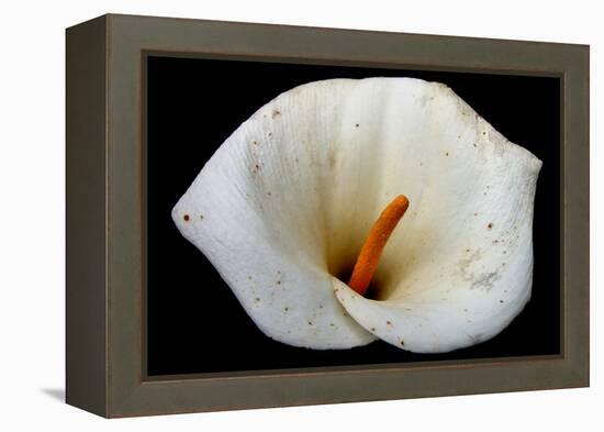 White Orchid-null-Framed Stretched Canvas