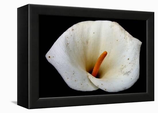 White Orchid-null-Framed Stretched Canvas