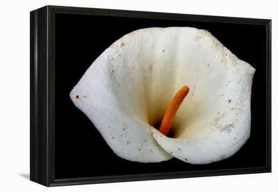 White Orchid-null-Framed Stretched Canvas