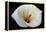 White Orchid-null-Framed Stretched Canvas