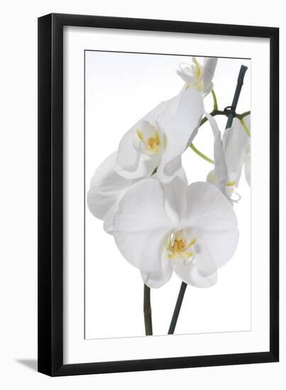 White Orchid-null-Framed Photographic Print