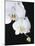White Orchid-John-Francis Bourke-Mounted Photographic Print