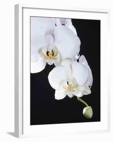 White Orchid-John-Francis Bourke-Framed Photographic Print