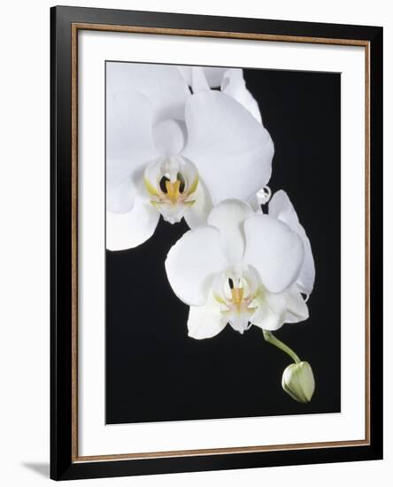 White Orchid-John-Francis Bourke-Framed Photographic Print