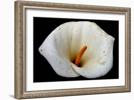 White Orchid-null-Framed Photo