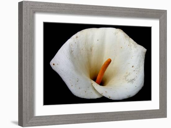 White Orchid-null-Framed Photo