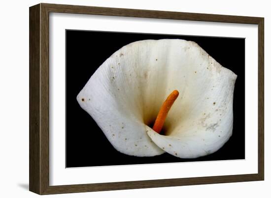 White Orchid-null-Framed Photo