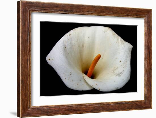 White Orchid-null-Framed Photo