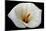 White Orchid-null-Mounted Photo