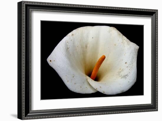 White Orchid-null-Framed Photo