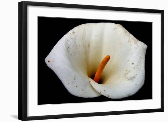 White Orchid-null-Framed Photo