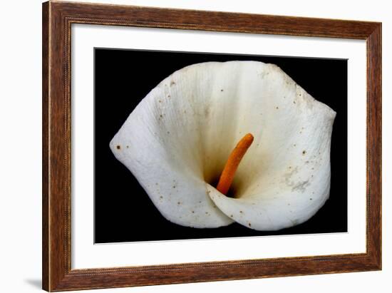 White Orchid-null-Framed Photo