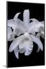 White Orchid-Lisa Engelbrecht-Mounted Photographic Print