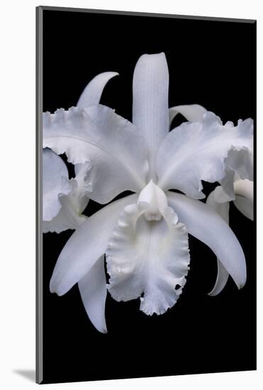 White Orchid-Lisa Engelbrecht-Mounted Photographic Print