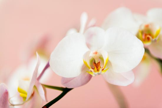 White Orchids Flowers On Pink Background Photographic Print Iryna Rasko Art Com