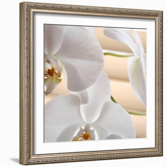 White Orchids I-Nicole Katano-Framed Photo