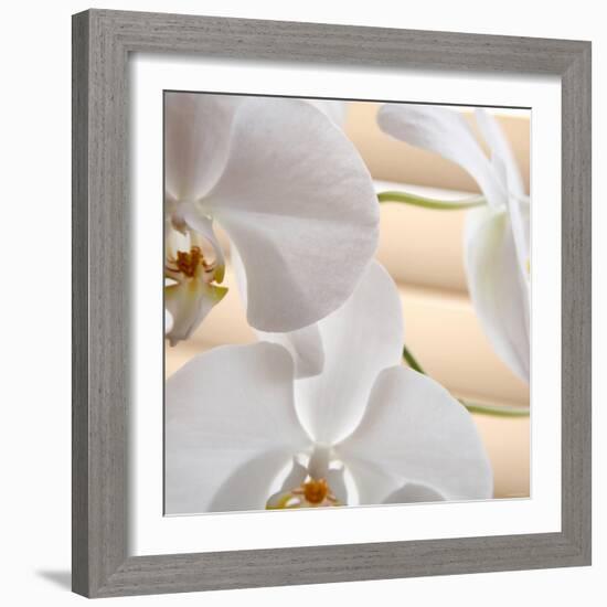 White Orchids I-Nicole Katano-Framed Photo