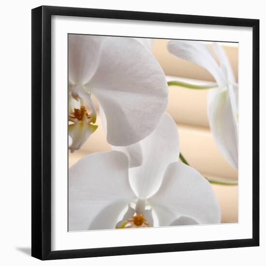 White Orchids I-Nicole Katano-Framed Photo