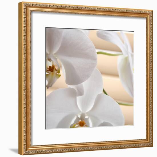 White Orchids I-Nicole Katano-Framed Photo