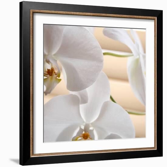 White Orchids I-Nicole Katano-Framed Photo