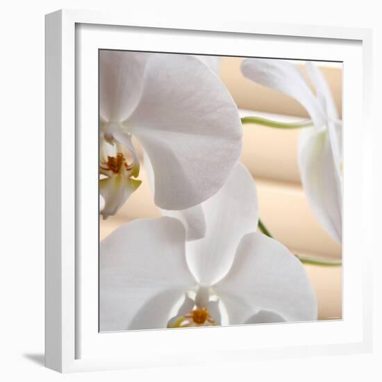 White Orchids I-Nicole Katano-Framed Photo