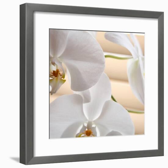 White Orchids I-Nicole Katano-Framed Photo