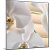 White Orchids I-Nicole Katano-Mounted Photo