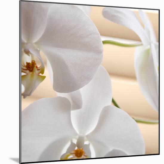 White Orchids I-Nicole Katano-Mounted Photo