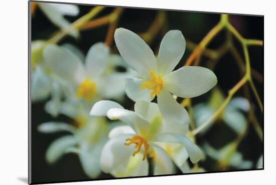 White Orchids I-Brian Moore-Mounted Photographic Print