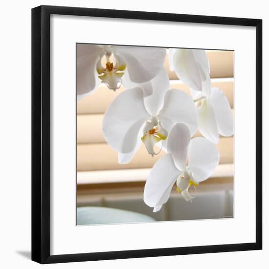 White Orchids II-Nicole Katano-Framed Photo