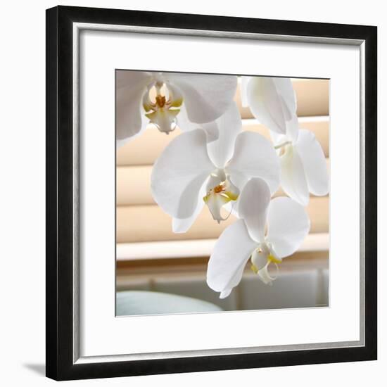 White Orchids II-Nicole Katano-Framed Photo