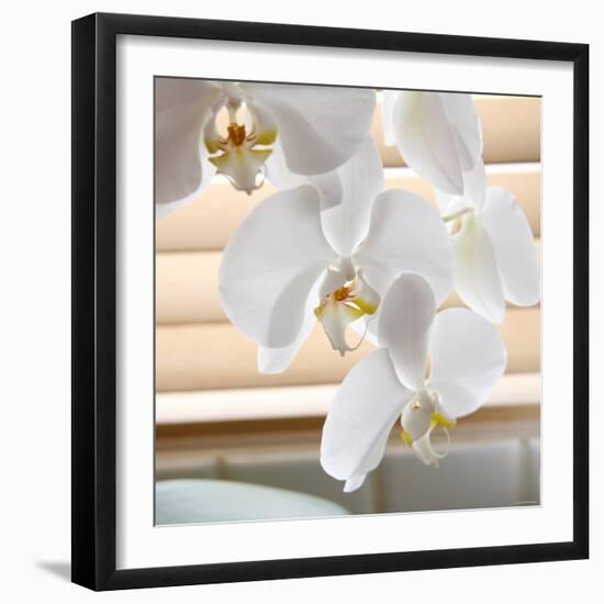 White Orchids II-Nicole Katano-Framed Photo