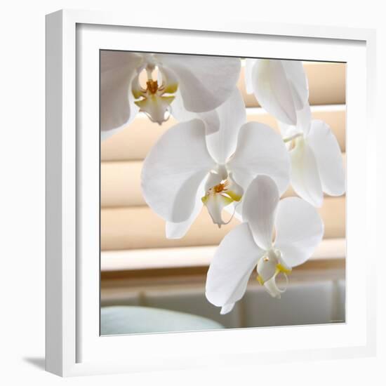 White Orchids II-Nicole Katano-Framed Photo