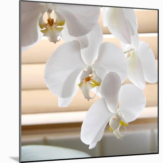 White Orchids II-Nicole Katano-Mounted Photo