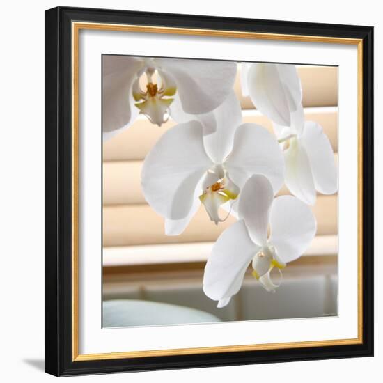 White Orchids II-Nicole Katano-Framed Photo