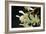 White Orchids II-Brian Moore-Framed Photographic Print