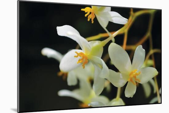 White Orchids II-Brian Moore-Mounted Photographic Print